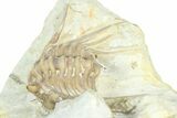 Bargain, Spiny Trilobite (Kettneraspis) - Oklahoma #363006-2